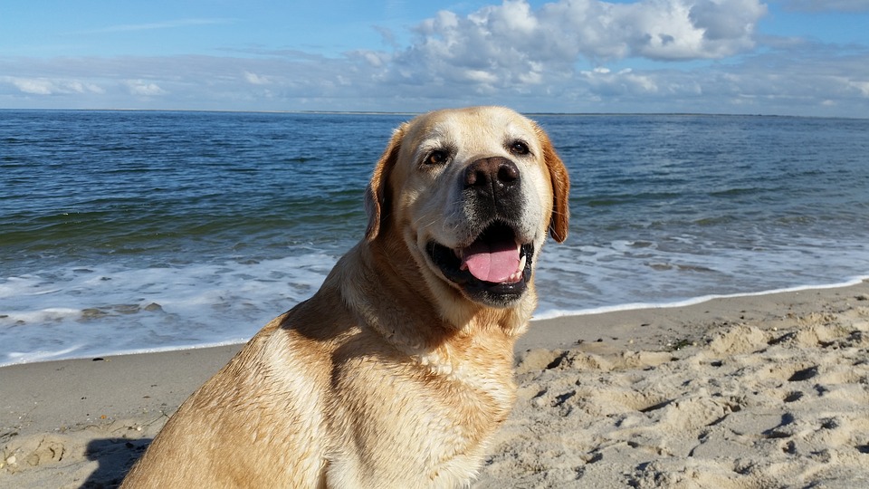 Dog beaches of the Etruscan Coast